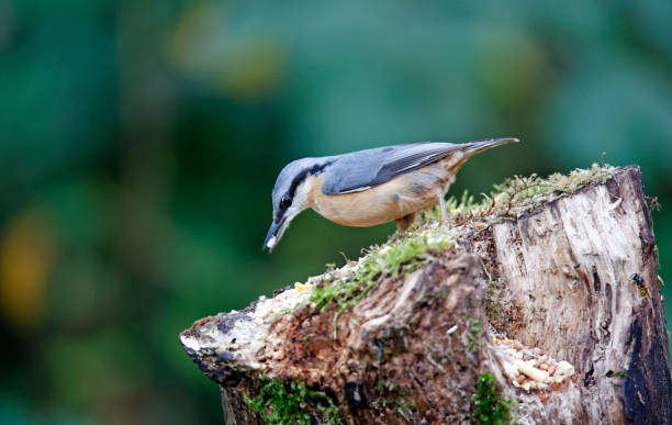 istock Nuthatch collecting seeds and nuts in the woods 1346725420