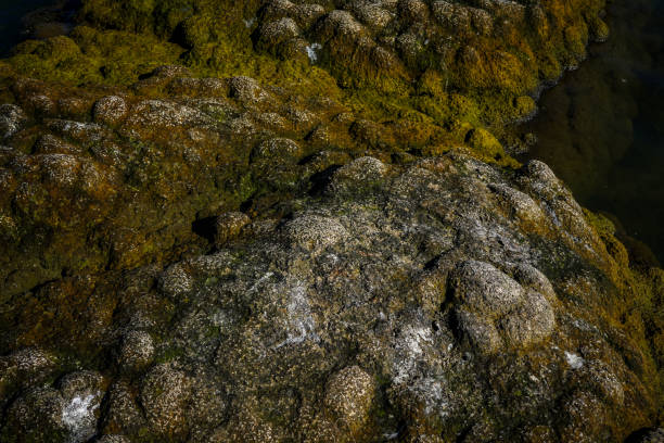 mossy stone  texture background in nature. nature background