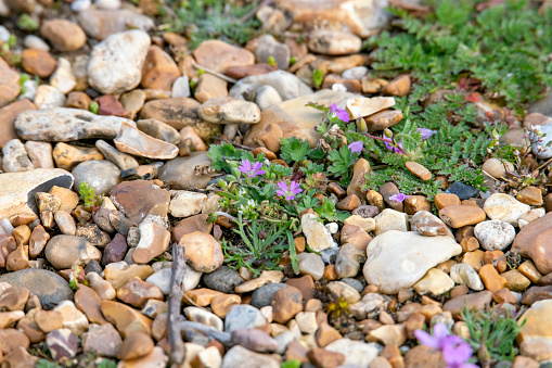 Wildflowers on a gravel beach, North Norfolk Coast, England, UK.