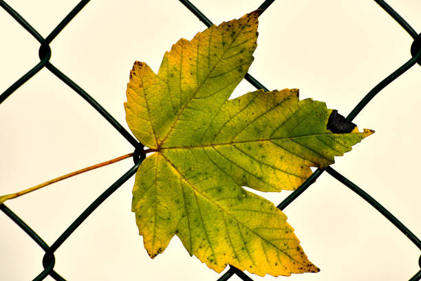 autumnal colored maple leaf in a fence in backlit