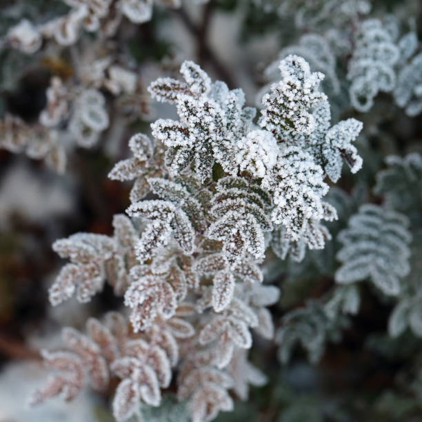 istock Hoarfrost on Leaves during a Cold Winter Day in Finland 1346729174