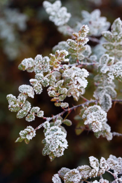 istock Hoarfrost on Leaves during a Cold Winter Day in Finland 1346729177