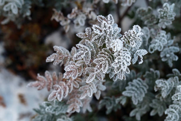istock Hoarfrost on Leaves during a Cold Winter Day in Finland 1346729197