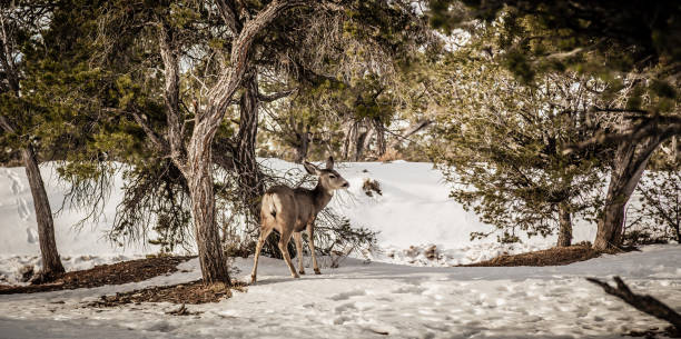 Female deer in Bryce National Park during winter in southwestern Utah