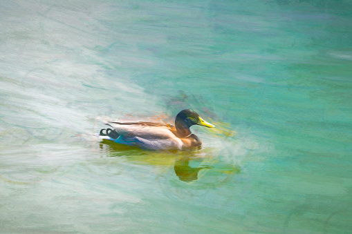Male mallard duck swimming at Snettisham lagoon in North Norfolk, England, UK. It has been post processed to give a surreal painterly effect.
