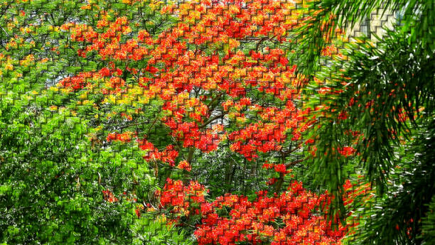 flor vermelha amarela na pintura digital jardim verde em tecelões bambu dois passo - tear paper - fotografias e filmes do acervo