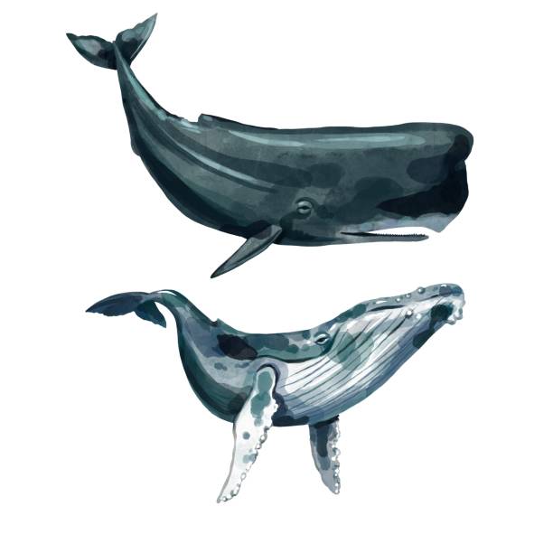 ilustraciones, imágenes clip art, dibujos animados e iconos de stock de juego de acuarela. ballena y cachalote sobre un fondo blanco aislado - cachalote