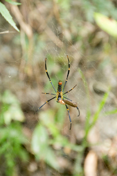 Golden Web Spider is eating its prey on its web stock photo