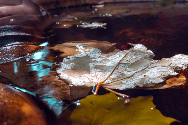 istock Close-up of a leaf floating in the water 1346732374