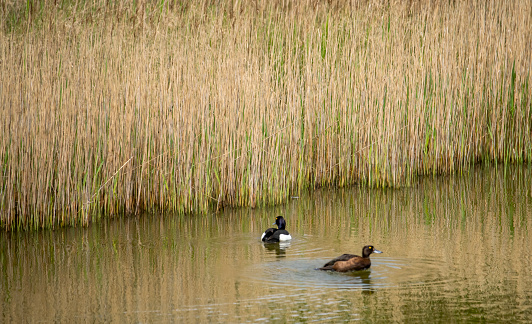 Pair of Tufted duck on a lagoon at Snettisham nature reserve, Norfolk, England, UK.