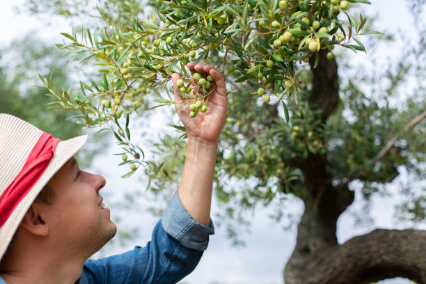 istock Farmer checking olive tree during harvesting season 1346734836