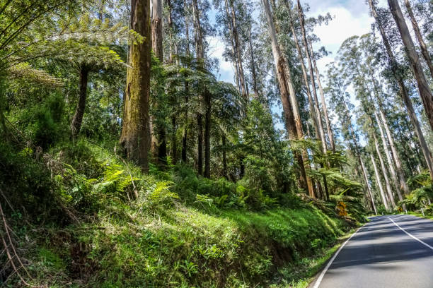 istock A road next to the rainforest in Australia. 1346734947