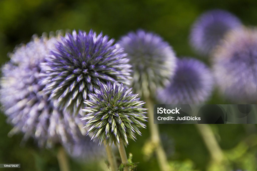 Echinops - Globe Thistle Echinops - Globe Thistle,close up Close-up Stock Photo