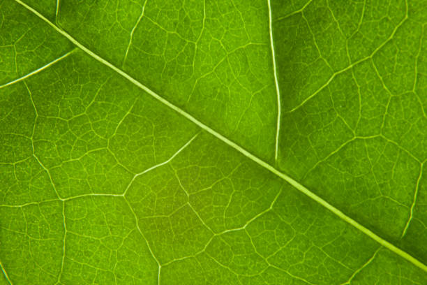 istock Green leaf nature background closeup 1346736129