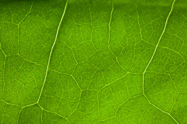 istock Green leaf nature background closeup 1346736130