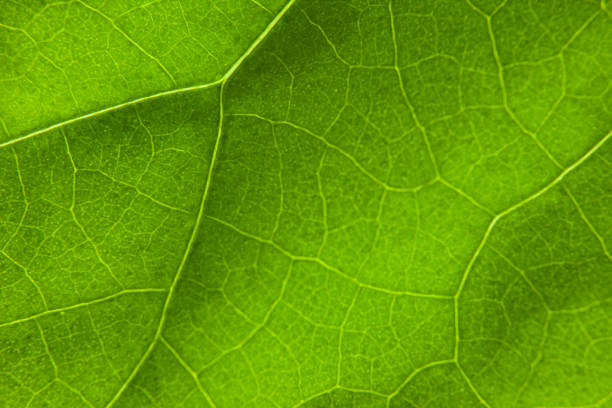 istock Green leaf nature background closeup 1346736134