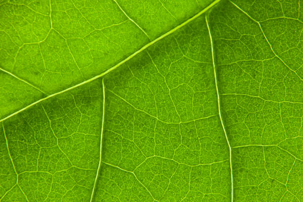 istock Green leaf nature background closeup 1346736136