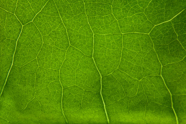 istock Green leaf nature background closeup 1346736172