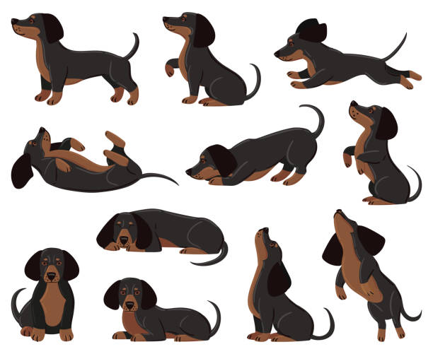 Cute cartoon dachshund dog breed in various poses. Dachshund adorable character sleeping, walking, playing vector illustration set. Domestic dachshund pet Cute cartoon dachshund dog breed in various poses. Dachshund adorable character sleeping, walking, playing vector illustration set. Domestic dachshund pet. Dogs cartoon, pet puppy domestic dachshund stock illustrations