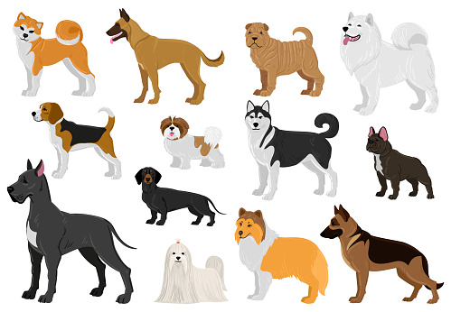 Cartoon dogs different breeds, funny domestic puppy pets. Husky, beagle, great dane, french bulldog and maltese dogs vector illustration set. Cute different breeds dogs. Domestic doggy pet dogs