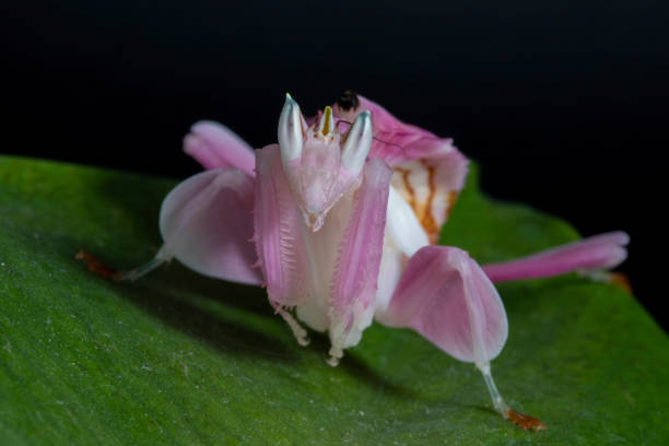 A front portrait of a Orchid Mantis A Orchid Praying Mantis on a green leaf, against a black background orchid mantis stock pictures, royalty-free photos & images