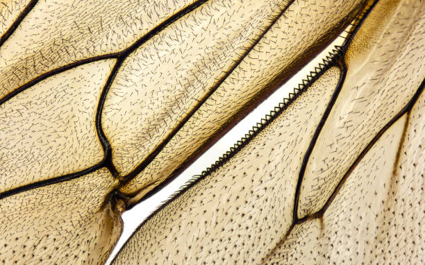 Close up on wool carder bee's wings stock photo