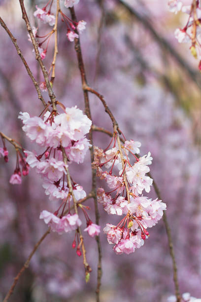 istock beautiful sakura flower (cherry blossom) in spring 1346739468