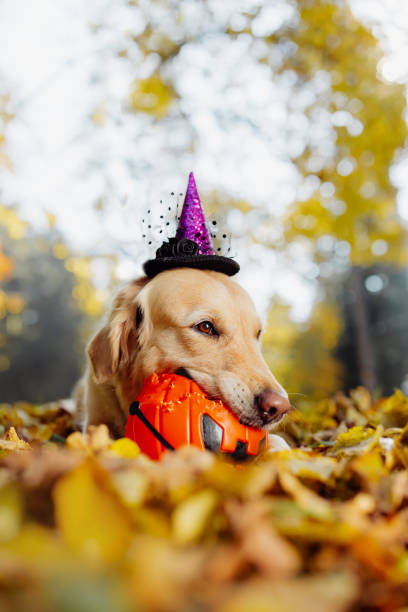 el perro se acuesta sobre las hojas de otoño y come dulces con una canasta. - golden retriever dog autumn leaf fotografías e imágenes de stock