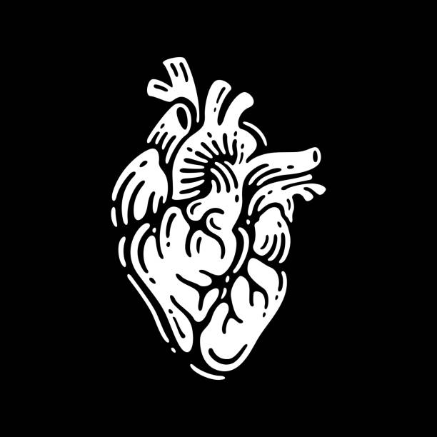 ilustraciones, imágenes clip art, dibujos animados e iconos de stock de anatomía del corazón humano - pumping blood illustrations