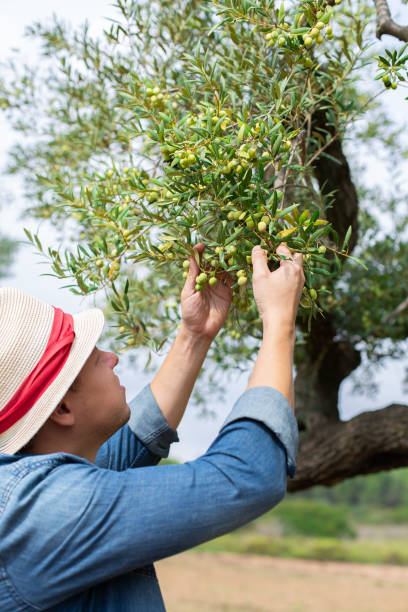 istock Farmer checking olive tree during harvesting season 1346740098