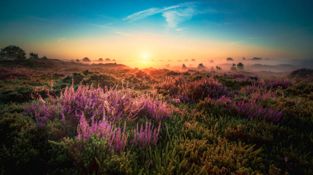 istock Sunrise over flowering pink heather in summer 1346740932
