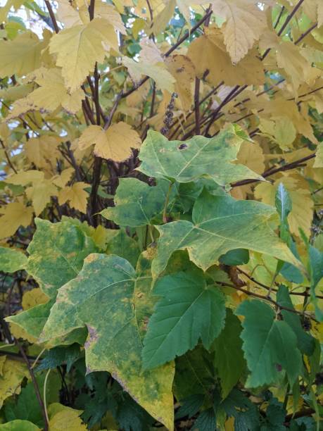 istock Green leaves with a beautiful pattern in autumn 1346741390
