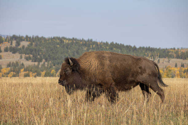 istock Bull Bison in Wyoming in Autumn 1346742504