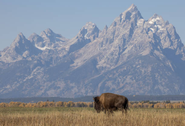 istock Bull Bison in Wyoming in Autumn 1346742554