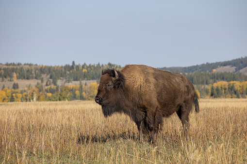 a bull bison in Grand Teton National Park Wyoming in autumn