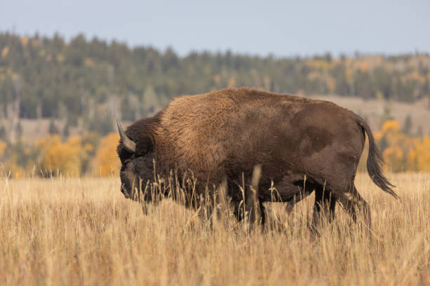 istock Bull Bison in Wyoming in Autumn 1346742711