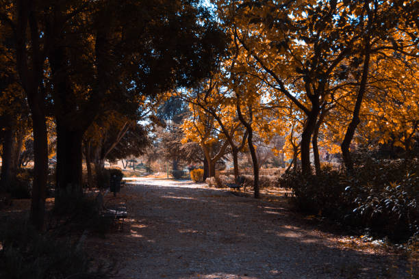 istock Sand path between trees and benches in the park on an autumn day. Copy space. Selective focus. 1346744279