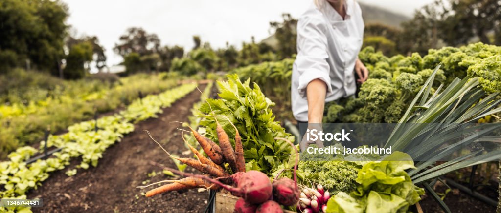 Anonymous chef harvesting fresh vegetables on a farm Anonymous chef harvesting fresh vegetables in an agricultural field. Self-sustainable female chef arranging a variety of freshly picked produce into a crate on an organic farm. Agriculture Stock Photo
