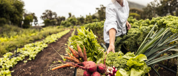 Anonymous chef harvesting fresh vegetables on a farm Anonymous chef harvesting fresh vegetables in an agricultural field. Self-sustainable female chef arranging a variety of freshly picked produce into a crate on an organic farm. vegetable garden stock pictures, royalty-free photos & images