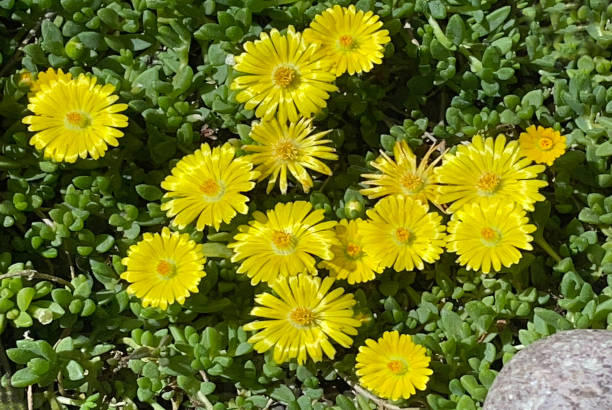 delosperma nubigenum in a alpine garden in berlin - germany. - buz çiçeği stok fotoğraflar ve resimler