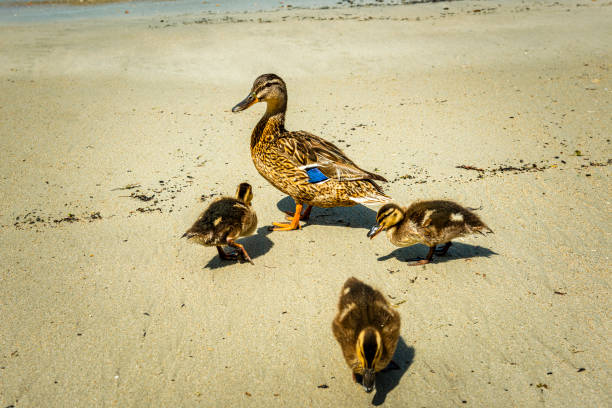 ducks at a beach