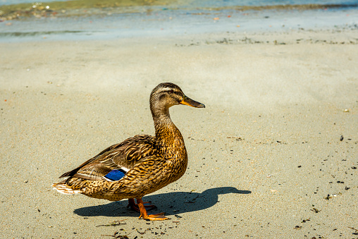 duck at a beach