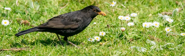 Blackbird Blackbird with a dirty beak after searching for worms in the soil at Snettisham nature reserve, Norfolk, England, UK common blackbird turdus merula stock pictures, royalty-free photos & images