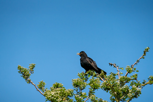 A crow perched in a blossoming tree