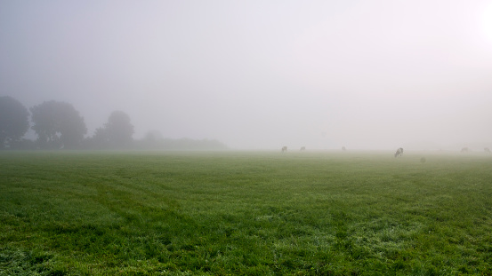 Misty morning over a meadow with cattle, Veluwe, the Netherlands