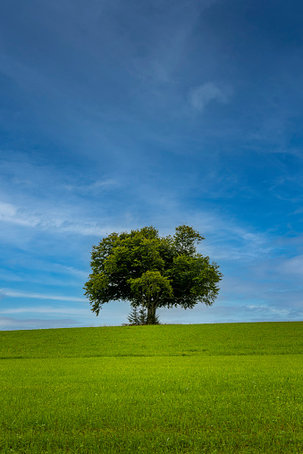 one tree in a beautiful nature