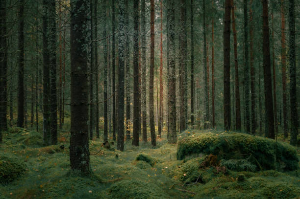 istock Sweden - Enchanted mossy forest in autumn. 1346747871