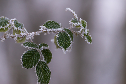 Detail of a wild perennial plant, the green leaves have ice from the early morning frost, the background is out of focus isolating the plant.