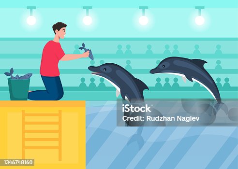 481 Dolphin Show Illustrations & Clip Art - iStock | Aquarium, Seaworld,  Dolphin jumping