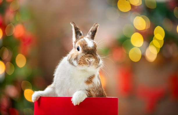 Rabbit at Christmas. White and brown cute rabbit peeks out of a red gift box against the background of Christmas lights. sick bunny stock pictures, royalty-free photos & images